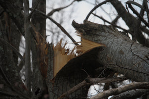 Arbre fendu - vagabondphotos.ch