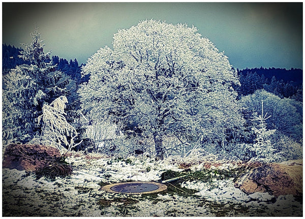 arbre lomo - vagabondphotos.ch