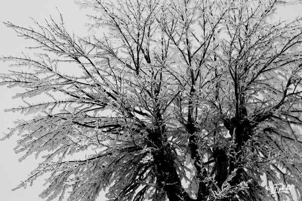 Arbre noir blanc - vagabondphotos.ch