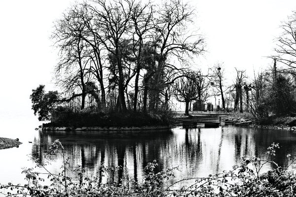 Arbre noir blanc - vagabondphotos.ch