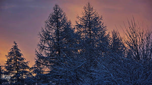 Arbre noir blanc - vagabondphotos.ch