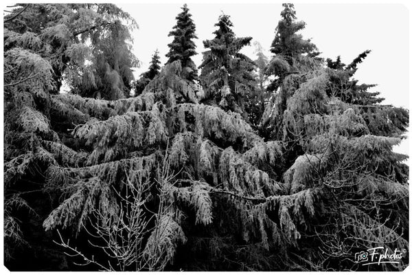 Arbre noir blanc - vagabondphotos.ch