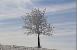 Arbre. solitaire - vagabondphotos.ch