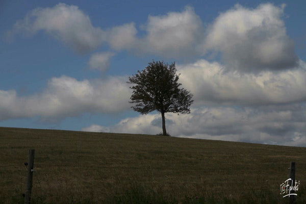 Arbre solitaire, printemps - vagabondphotos.ch