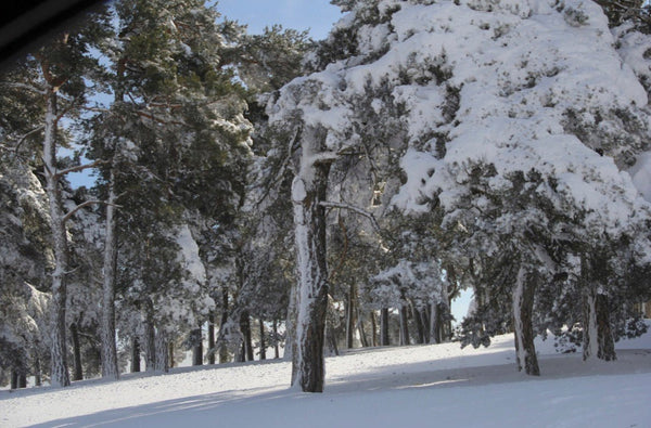 arbre sous la neige - vagabondphotos.ch