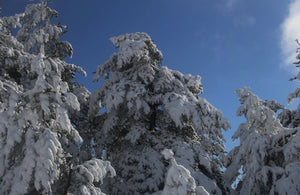 Arbres sous la neige - vagabondphotos.ch