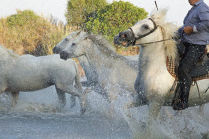 au galop - vagabondphotos.ch