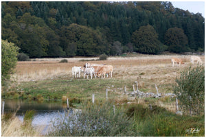 Aubrac Septembre 2023 expo - vagabondphotos.ch