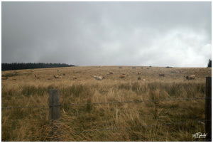 Aubrac Septembre 2023 expo - vagabondphotos.ch