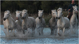 blancs - vagabondphotos.ch