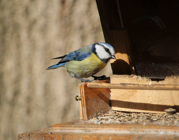 bleu - vagabondphotos.ch