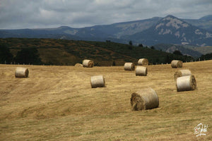 bottes de foin - vagabondphotos.ch