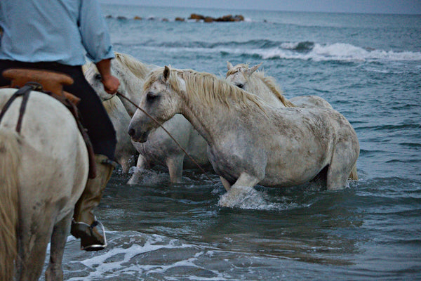 Camargue - vagabondphotos.ch