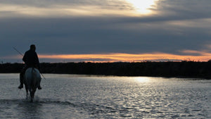 camargue - vagabondphotos.ch