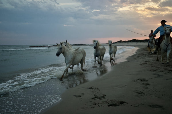 Camargue - vagabondphotos.ch