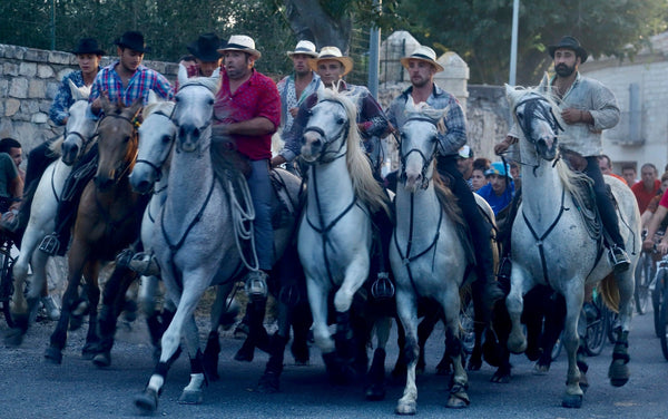 Camargue Abrivado - vagabondphotos.ch