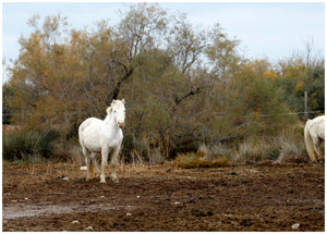 Camargue décembre 2023 - vagabondphotos.ch