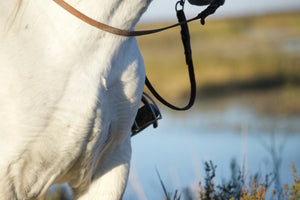 Camargue France - vagabondphotos.ch