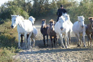 Camargue France - vagabondphotos.ch