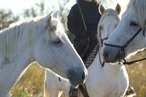 Camargue France - vagabondphotos.ch