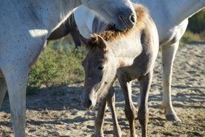 Camargue France - vagabondphotos.ch