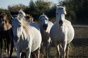 Camargue France - vagabondphotos.ch