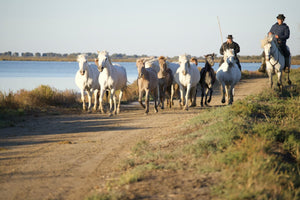 Camargue France - vagabondphotos.ch