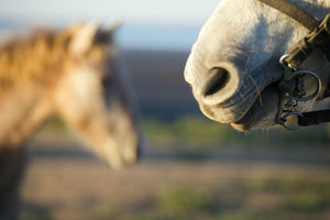 Camargue France - vagabondphotos.ch