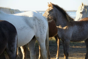 Camargue France - vagabondphotos.ch