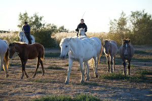 Camargue France - vagabondphotos.ch