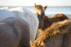 Camargue France - vagabondphotos.ch