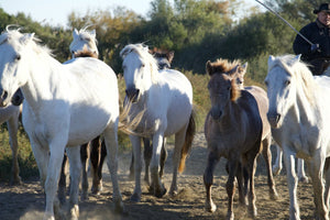 Camargue France - vagabondphotos.ch