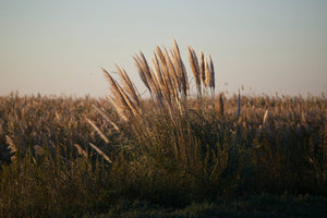 Camargue France - vagabondphotos.ch