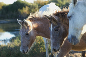 Camargue France - vagabondphotos.ch