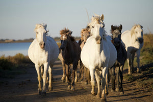 Camargue France - vagabondphotos.ch