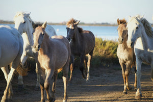 Camargue France - vagabondphotos.ch