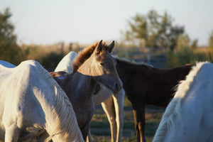 Camargue France - vagabondphotos.ch