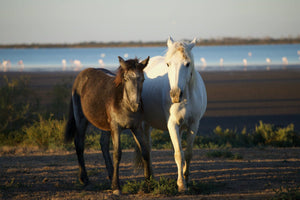 Camargue France - vagabondphotos.ch