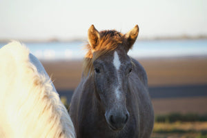 Camargue France - vagabondphotos.ch