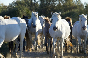 Camargue France - vagabondphotos.ch