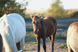 Camargue France - vagabondphotos.ch