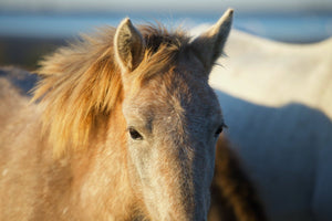 Camargue France - vagabondphotos.ch