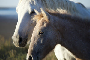 Camargue France - vagabondphotos.ch