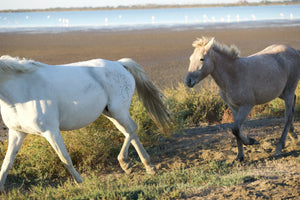 Camargue France - vagabondphotos.ch