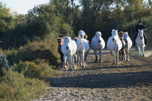 Camargue France - vagabondphotos.ch