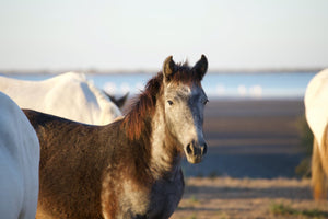 Camargue France - vagabondphotos.ch