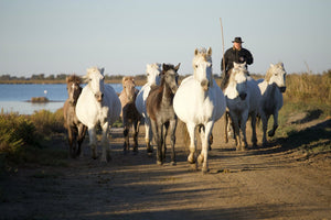 Camargue France - vagabondphotos.ch