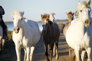 Camargue France - vagabondphotos.ch