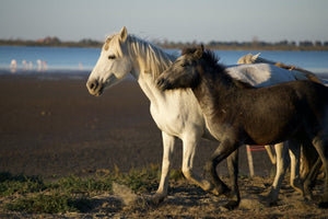 Camargue France - vagabondphotos.ch