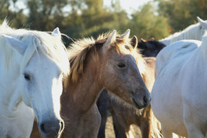 Camargue France - vagabondphotos.ch